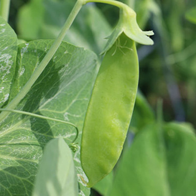 CYBEXIS ATS-33 - Snow Pea - (100 Seeds) Seed(100 per packet)
