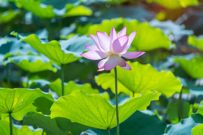 Herbocure lotus,kamal gatta Seed(15 per packet)