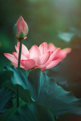 Dharma lotus,kamal gatta Seed(10 per packet)