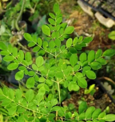 CYBEXIS NBIR-93 - Premium Quality PKM1 Moringa Drumstick - (1350 Seeds) Seed(1350 per packet)