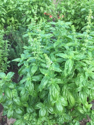 VibeX ® RXI-17 Spicy globe French basil Seed(1000 per packet)
