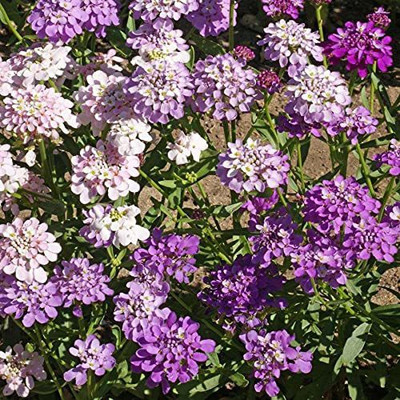Lorvox Candytuft (Perennial) Snowflake Seed(115 per packet)