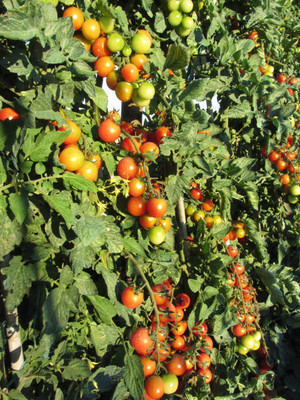 Infintegreen tomato Seed(90 per packet)