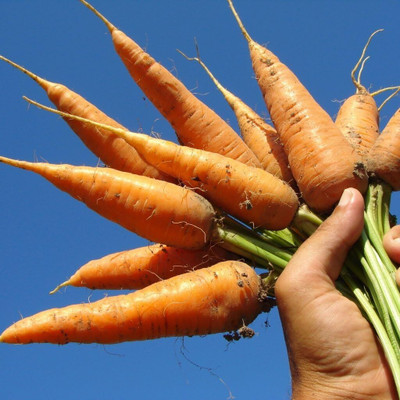 CRGO GAAJAR, CARROT Seed(700 per packet)