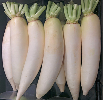 LIFELEX Radish Seeds / Mooli Seeds / Mula Vegetable Plant Seed(15 per packet)