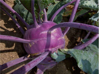 WILLVINE MEH -IX Imported KNOL KHOL PURPLE Seeds [10g] Seed(3000 per packet)