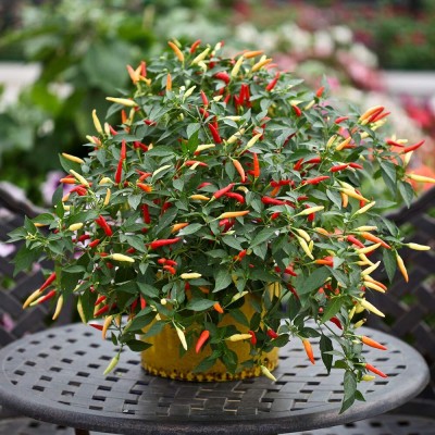 KNESSiN Cayenne Hot Pepper Chilli-{800 Seeds} Seed(800 per packet)