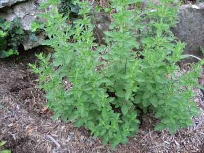 Qualtivate ICRA-7A Italian Oregano Seeds Seed(200 per packet)