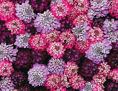 Aywal umbellata Dwarf Fairy Mix - Candytuft Seed(30 per packet)