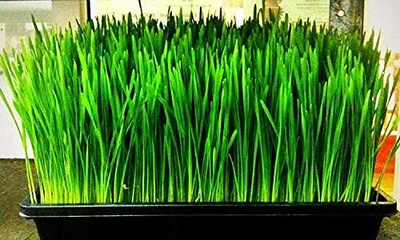 Aywal Wheat Seed(300 per packet)