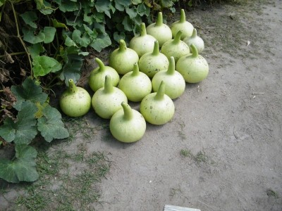 ASPEN Bottle Gourd | Lauki | Surakai Seed(50 per packet)