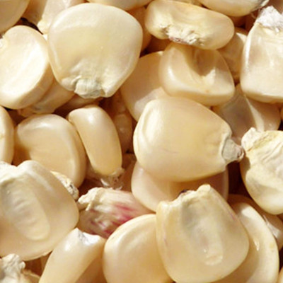 Qualtivate HUA-4A King White Corn Seeds Seed(400 per packet)