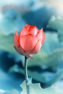 KOO Retails lotus,kamal gatta Seed(11 per packet)