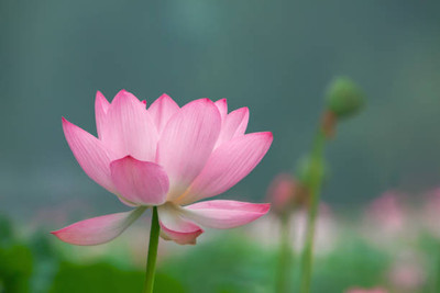 Lata lotus,kamal gatta Seed(15 per packet)