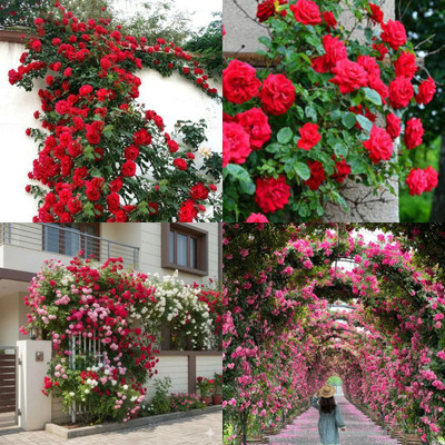 ibains Japanese Climbing Rose Seeds no of seeds 48 Seed(48 per packet)