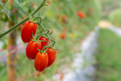 Prizex tomato Seed(85 per packet)
