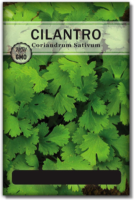 WILLVINE F1 Hybrid Cilantro Seeds Seed(5000 per packet)