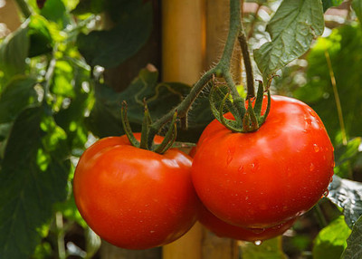 STARKC tomato Seed(85 per packet)