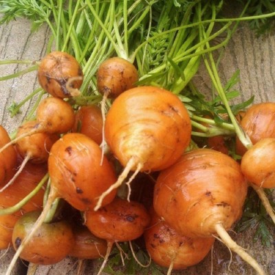 VibeX ® VXI-357 Seeds Carrot Parisian (Orange) Seed(500 per packet)