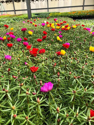 Seedsqlty Portulaca mix flower seeds, high germination (20 seeds) Seed(20 per packet)