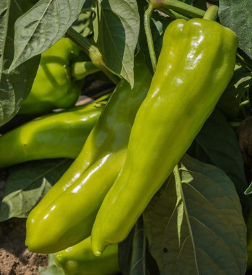 KNESSiN Non GMO Cubanelle Sweet Pepper Seeds For Kitchen Gardening-(1200 Seeds) Seed(1200 per packet)