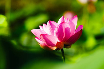 DRoz lotus,kamal gatta Seed(15 per packet)