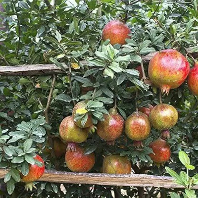 Chalisa Pomegranate, Anaar Seed(60 per packet)