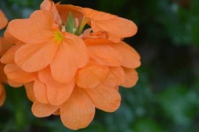 MAA kanakambaram-firecracker-crossandra Seed(20 per packet)