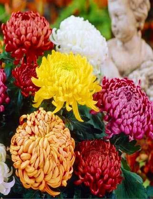 Qualtivate HUA-307 Chrysanthemum Beautiful Flower Seeds In Different Colors F1 Hybrid Seed(25 per packet)