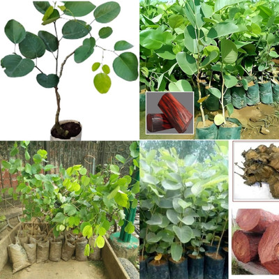 ibains lal chandan tree seeds plant beej 21 Seed(21 per packet)