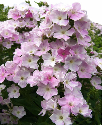 CYBEXIS Heirloom Phlox Rare Flower Seeds-Light Pink Seed(50 per packet)