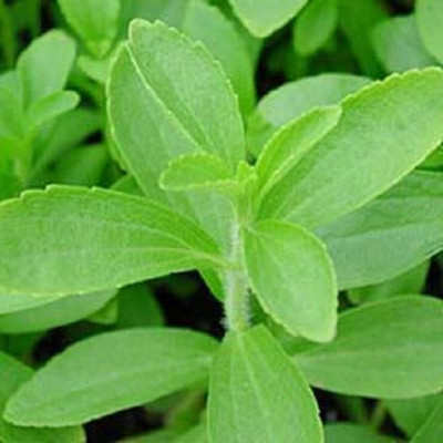 GEZ STEVIA ( Sweetleaf / Sweet Leaf / Sugarleaf ) Stevia Rebaudiana Seed(30 per packet)
