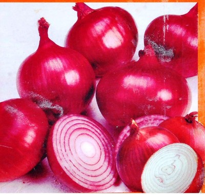 Qualtivate HYB-9A Onion Nasik Red Seed(500 per packet)