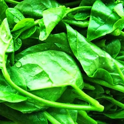 Quentova Palak/Spinach Vegetables-KGF-22K Seed(200 per packet)
