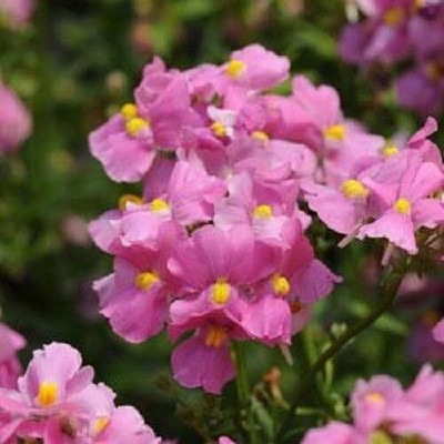 LPR NEMESIA Seed(15 per packet)