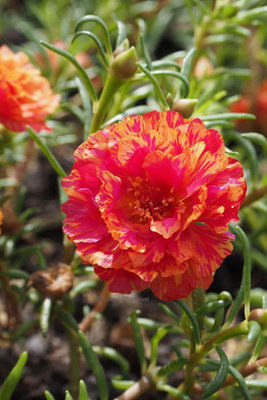 Lorvox 9'0 Clock Flower Seed(65 per packet)