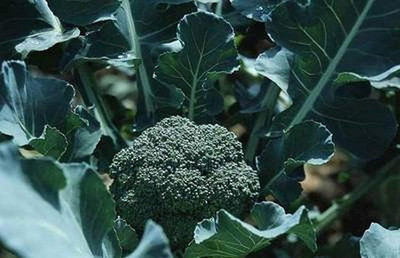 KNESSiN Broccoli Green Seed(200 per packet)