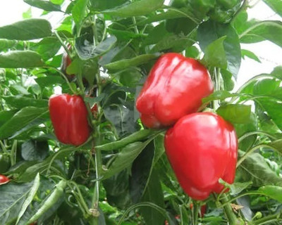 Quentova Red pepper Capsicum-3C-SNIG Seed(75 per packet)