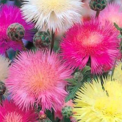EVEMP Imperialis Sweet Sultan Flower Seed Mix Seed(80 per packet)