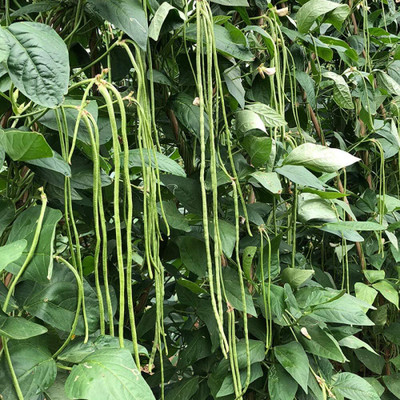 KNESSiN Cowpea Beans Seed(400 per packet)