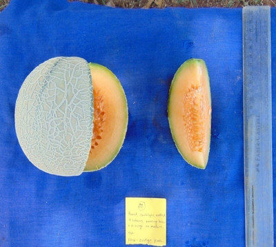CYBEXIS GBPUT-78 - Muskmelon high yielding variety Arka Siri - (1350 Seeds) Seed(1350 per packet)