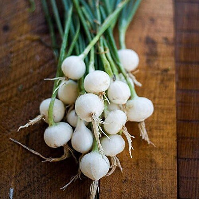 Qualtivate HUA-3A Onion (Pearl/Pickling) - Crystal White Wax Seed(500 per packet)