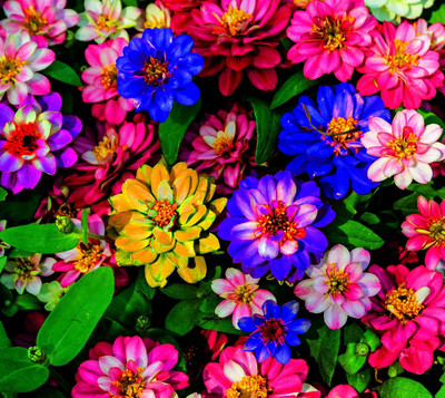 ibains Flowers seeds zinnia Seed(76 per packet)