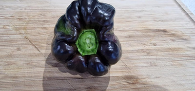 Biosnyg Easy to Grow Black Beauty Capsicum Seeds For Planting-(400 Seeds) Seed(400 per packet)