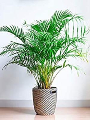 Kapebonavista Dypsis lutescens golden cane palm, areca palm Seed(1 per packet)