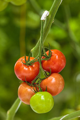 Nema tomato Seed(115 per packet)