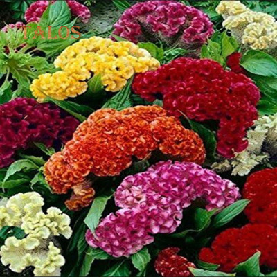 UGRA Cockscomb Flower Seeds Seed(5 per packet)