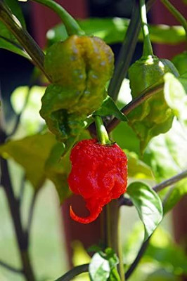 Qualtivate ICRA-3A Carolina Reaper Chilli-Hottest Pepper in World Seed(300 per packet)