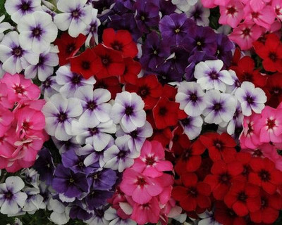 Aywal Phlox Flower Seed, Fragrant Dwarf Hybrid Beauty Mixed Seed(100 per packet)