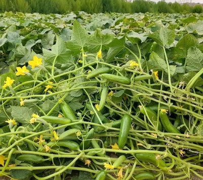 HYBRID 10g cucumber seeds Highest yield variety (first harvesting 30-35 days) testy Seed(10 g)
